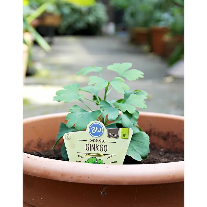 Ginkgo - Ginkgo biloba, Topfgröße: 12 cm - Stimmungsaufnahme