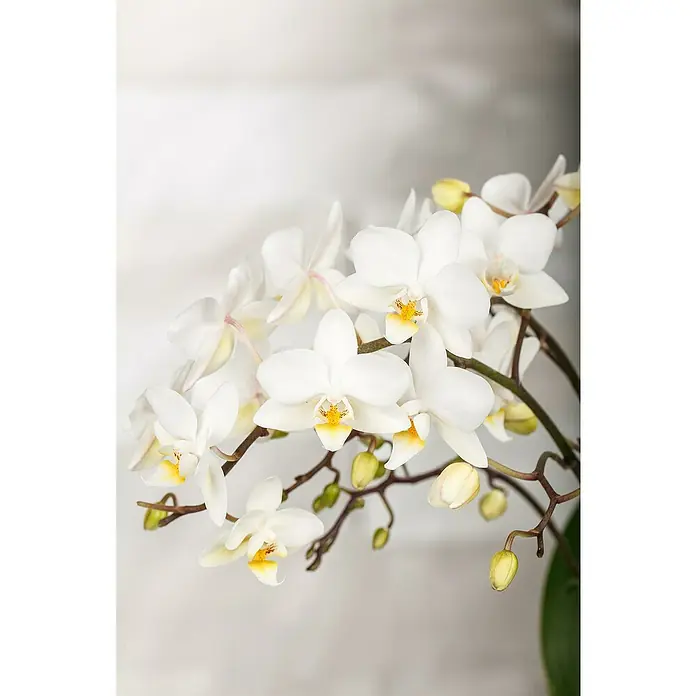 Piardino Schmetterlingsorchidee - Phalaenopsis hybride, Topfgröße: 9 cm, verschiedene Sorten, Anzahl Triebe: 1 Stk. - Detailaufnahme