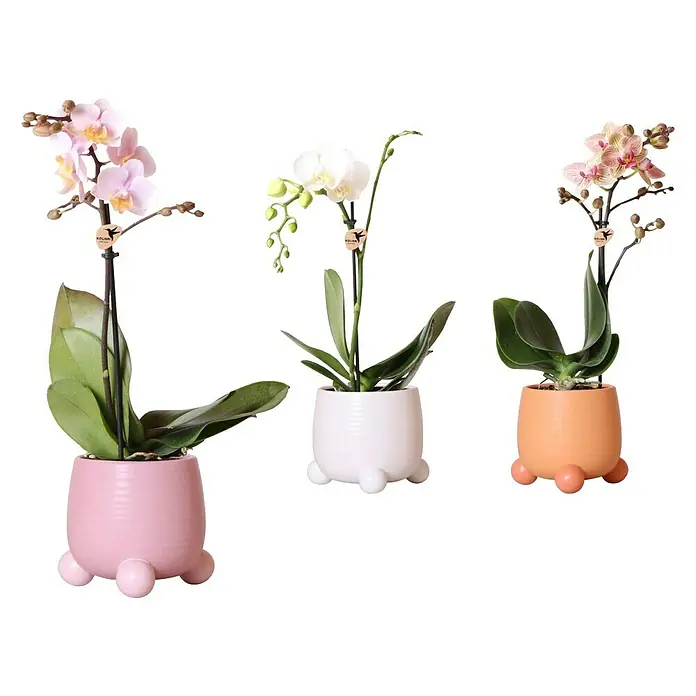 Piardino Schmetterlingsorchidee - Phalaenopsis hybride, Topfgröße: 9 cm, verschiedene Sorten, Anzahl Triebe: 1 Stk. - Vorderansicht
