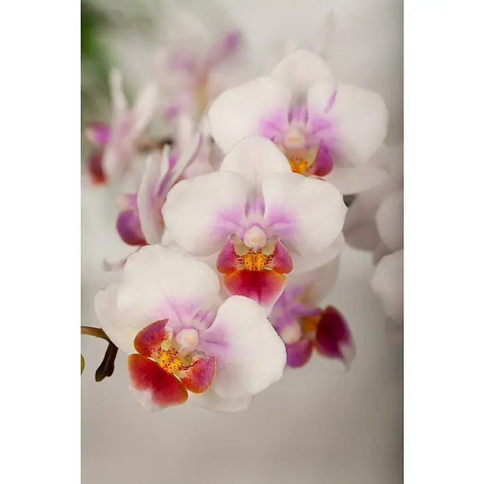 Piardino Schmetterlingsorchidee - Phalaenopsis hybride, Topfgröße: 9 cm, verschiedene Sorten, Anzahl Triebe: 1 Stk. - Detailaufnahme