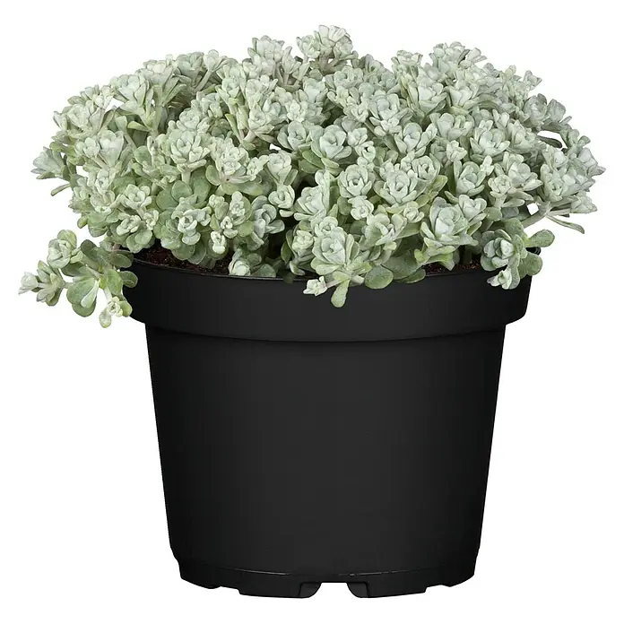 Piardino Garten-Fettblatt - Sedum spathulifolium 'Cape Blanco', Topfgröße: 12 cm, Gelb - Vorderansicht