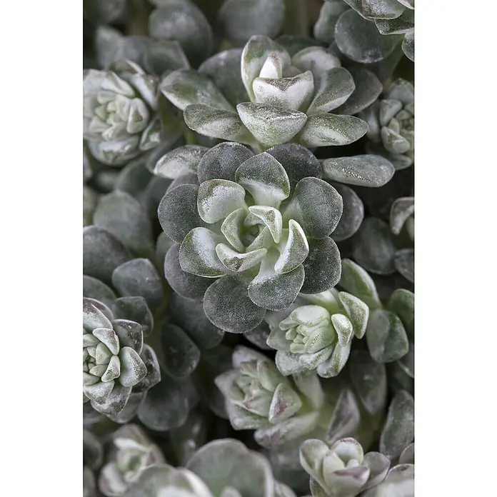 Piardino Garten-Fettblatt - Sedum spathulifolium 'Cape Blanco', Topfgröße: 12 cm, Gelb - Detailaufnahme