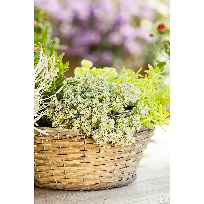 Piardino Garten-Fettblatt - Sedum spathulifolium 'Cape Blanco', Topfgröße: 12 cm, Gelb - Detailaufnahme