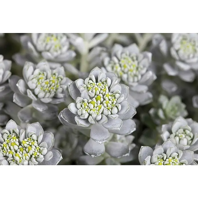 Piardino Garten-Fettblatt - Sedum spathulifolium 'Cape Blanco', Topfgröße: 12 cm, Gelb - Detailaufnahme