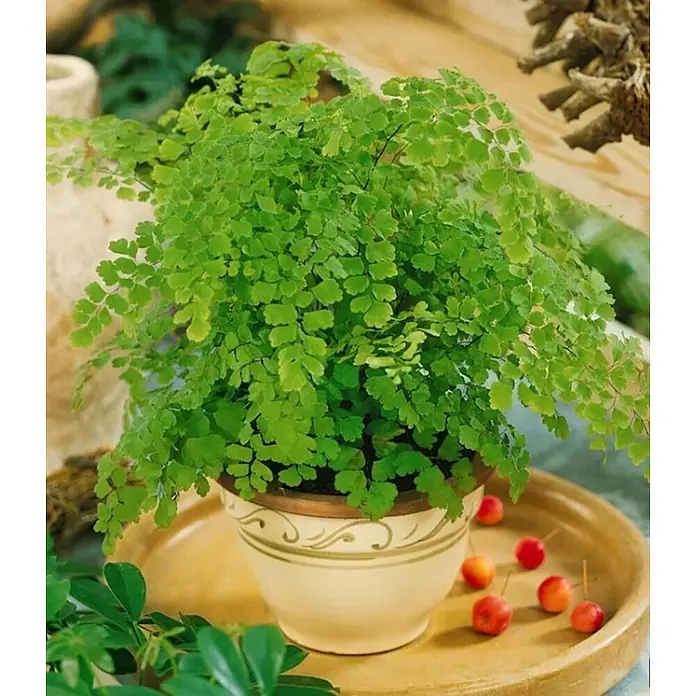 Piardino Helecho - Adiantum - Foto ambiente