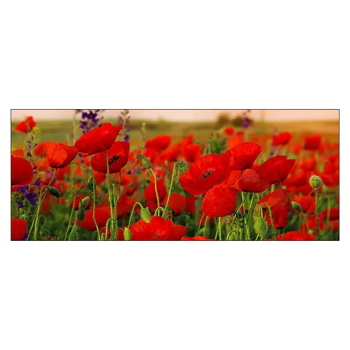 Glasbild - Summer Poppy Field, B x H: 125 x 50 cm - Vorderansicht