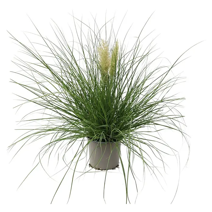 Piardino Pampasgras - Cortaderia selloana 'Tiny Pampa', Topfgröße: 21 cm - Vorderansicht