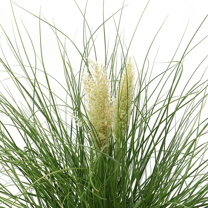 Piardino Pampasgras - Cortaderia selloana 'Tiny Pampa', Topfgröße: 21 cm - Detailaufnahme