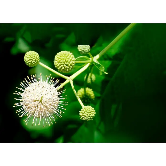 Honigball - Cephalanthus occidentalis, Topfvolumen: 3 l - Detailaufnahme