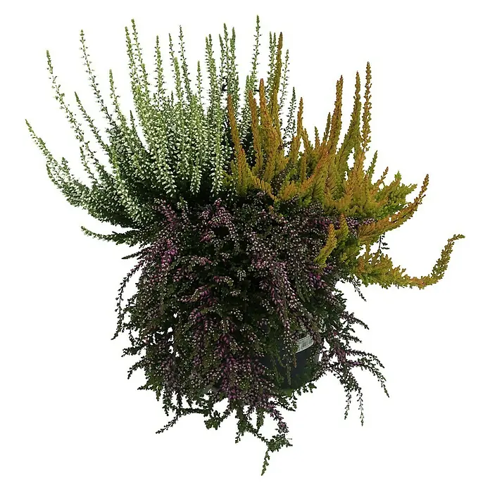 Piardino Besenheide - Calluna vulgaris 'Up Down Girls', Topfgröße: 17 cm, Sortenabhängig - Vorderansicht