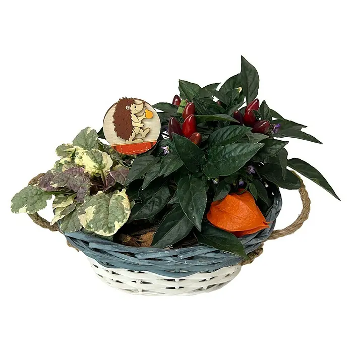 Piardino Pflanzenarrangement - Sortenabhängig, 20 cm - Vorderansicht