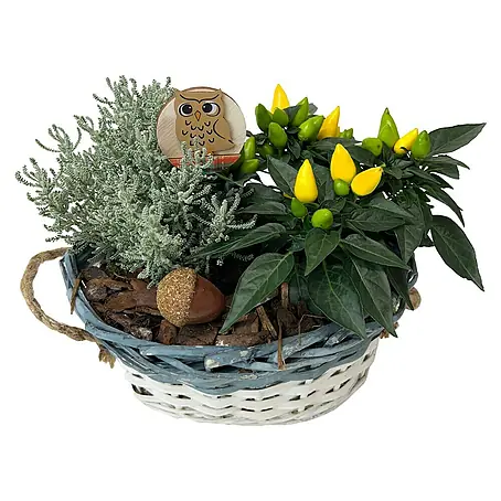 Piardino  Pflanzenarrangement