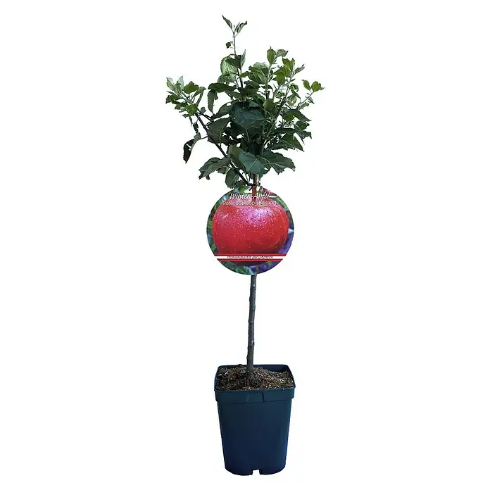 Obstbaum Mini - Verschiedene Sorten, Topfvolumen: 5 l - Vorderansicht