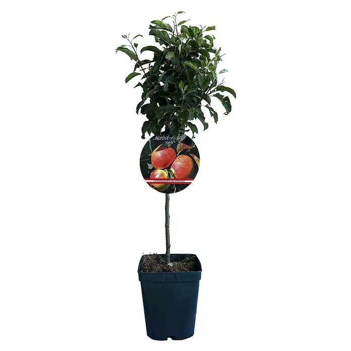 Obstbaum Mini - Verschiedene Sorten, Topfvolumen: 5 l - Vorderansicht