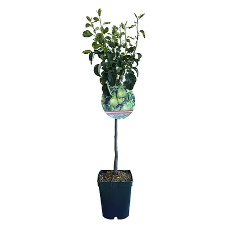 Obstbaum Mini