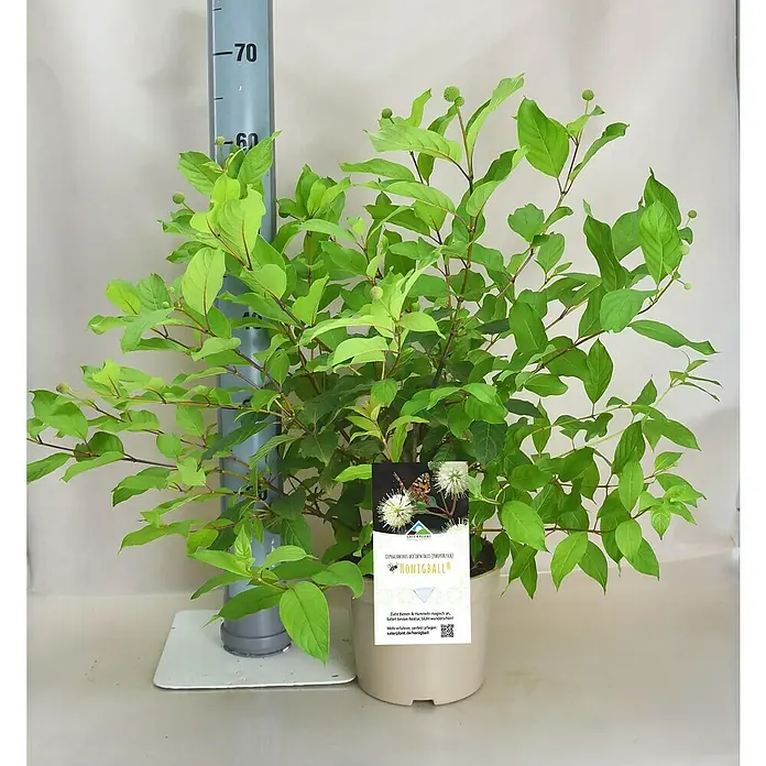 Honigball - Cephalanthus occidentalis, Topfvolumen: 3 l - Stimmungsaufnahme