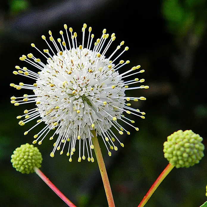 Honigball - Cephalanthus occidentalis, Topfvolumen: 3 l - Detailaufnahme
