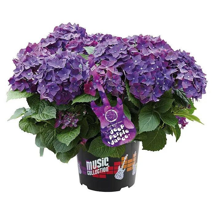 Piardino Bauernhortensie Deep Purple® - Hydrangea macrophylla, Violett - Vorderansicht