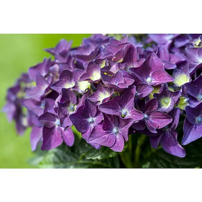 Piardino Bauernhortensie Deep Purple® - Hydrangea macrophylla, Violett - Detailaufnahme