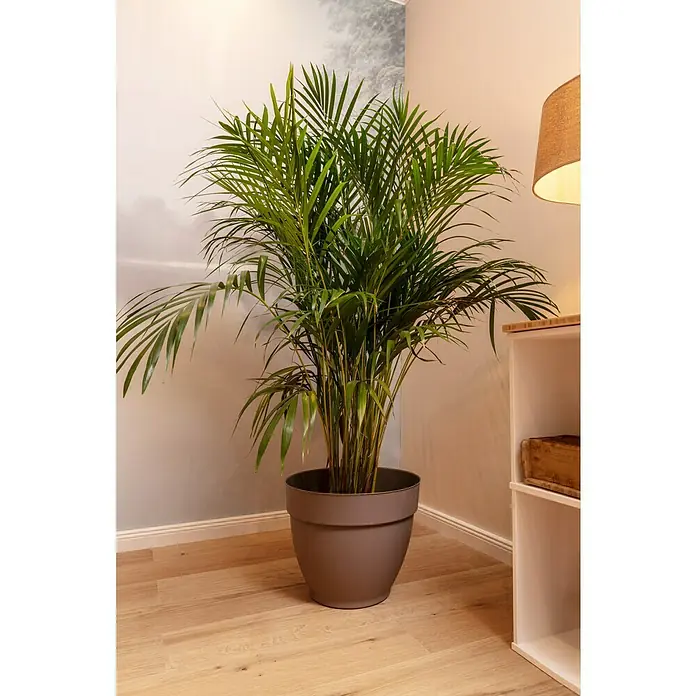 Piardino Goldfruchtpalme - Dypsis lutescens, Topfgröße: 24 cm - Stimmungsaufnahme