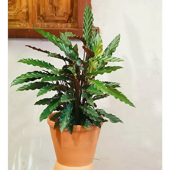 Piardino Calatea - Calathea 'Rufibarba', Tamaño de maceta: 14 cm - Foto ambiente
