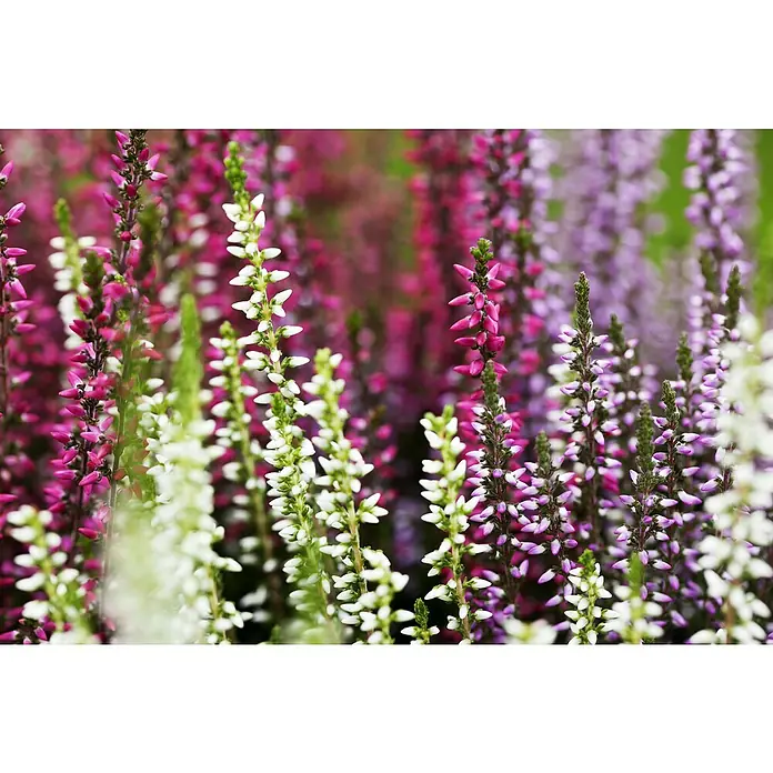 Besenheide Beauty Ladies - Calluna vulgaris, Topfgröße: 10 cm, 6 Stk. - Detailaufnahme