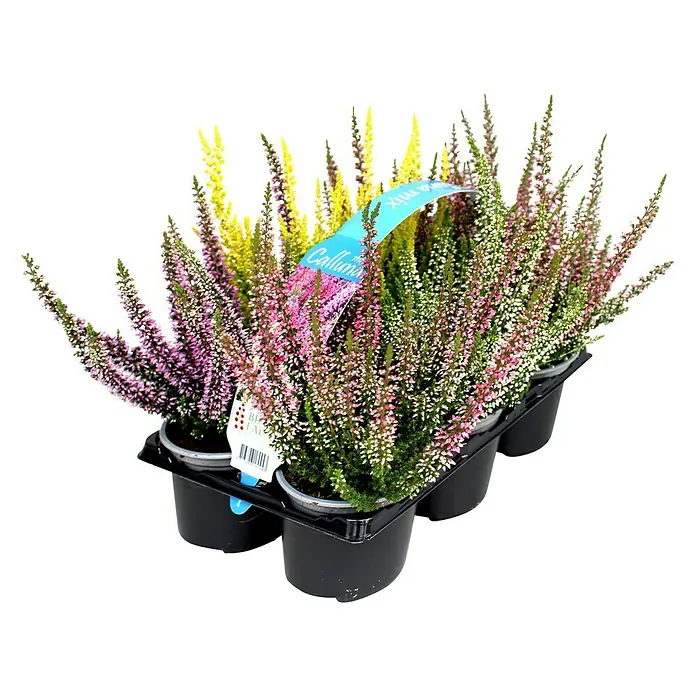 Besenheide Beauty Ladies - Calluna vulgaris, Topfgröße: 10 cm, 6 Stk. - Vorderansicht