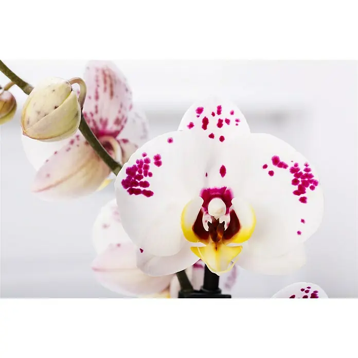 Piardino Schmetterlingsorchidee - Phalaenopsis x Hybrid Konfetti, Topfgröße: 12 cm, Blütenfarbe: Weiß/Rosa, Anzahl Triebe: 2 Stk., Aufrecht - Detailaufnahme