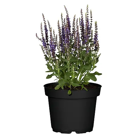 Piardino  Garten-Blüten-Salbei