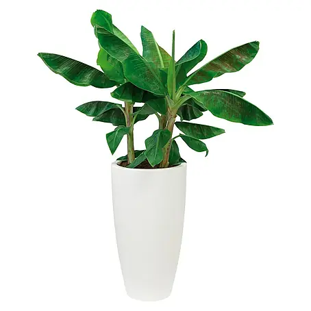 Elho  Okrugla tegla za biljke Pure Soft Round High