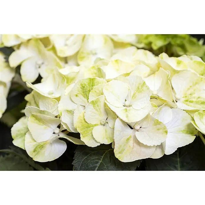 Piardino Bauernhortensie - Hydrangea macrophylla, Blütenfarbe: Weiß - Detailaufnahme
