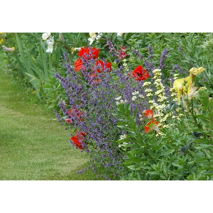 Piardino Staude Mix - Iris, Hemerocallis, Hosta, uvm, Topfgröße: 11 cm - Stimmungsaufnahme