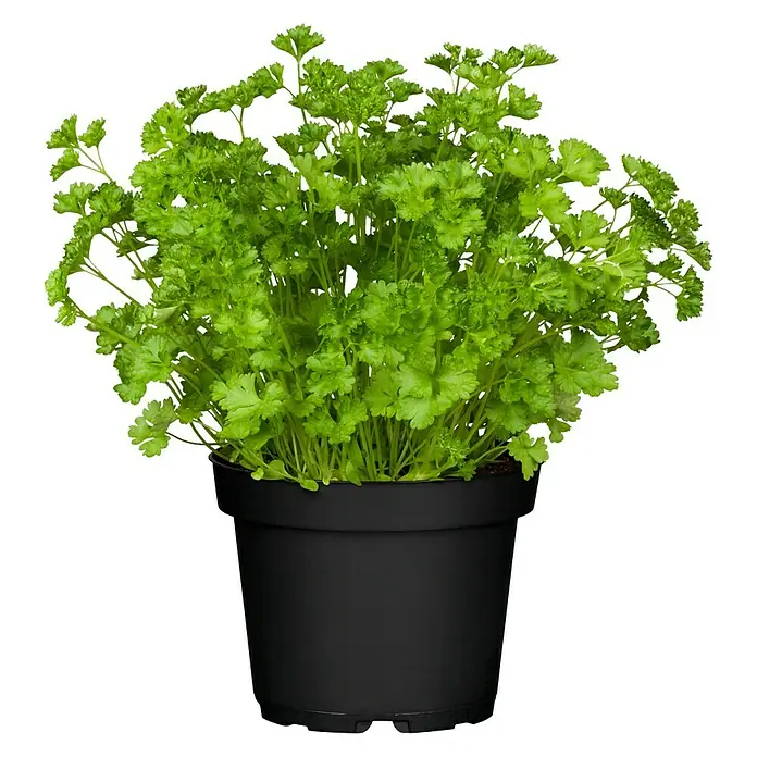 Piardino Bio Petersilie - Petroselinum crispum - Vorderansicht