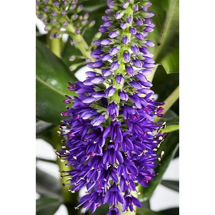 Piardino Strauchveronika - Hebe andersonii, Topfgröße: 12 cm, Violett - Detailaufnahme
