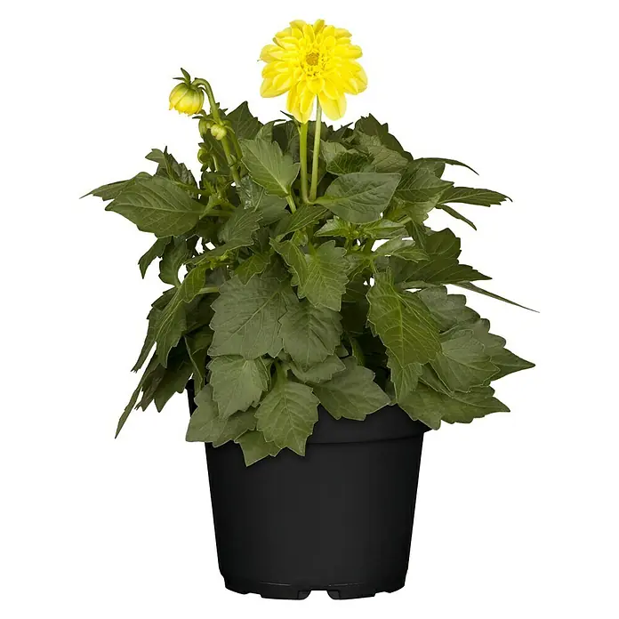 Piardino Dahlie - Dahlia, Topfgröße: 13 cm - Vorderansicht