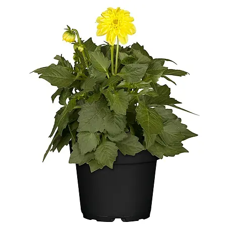 Piardino  Dahlie