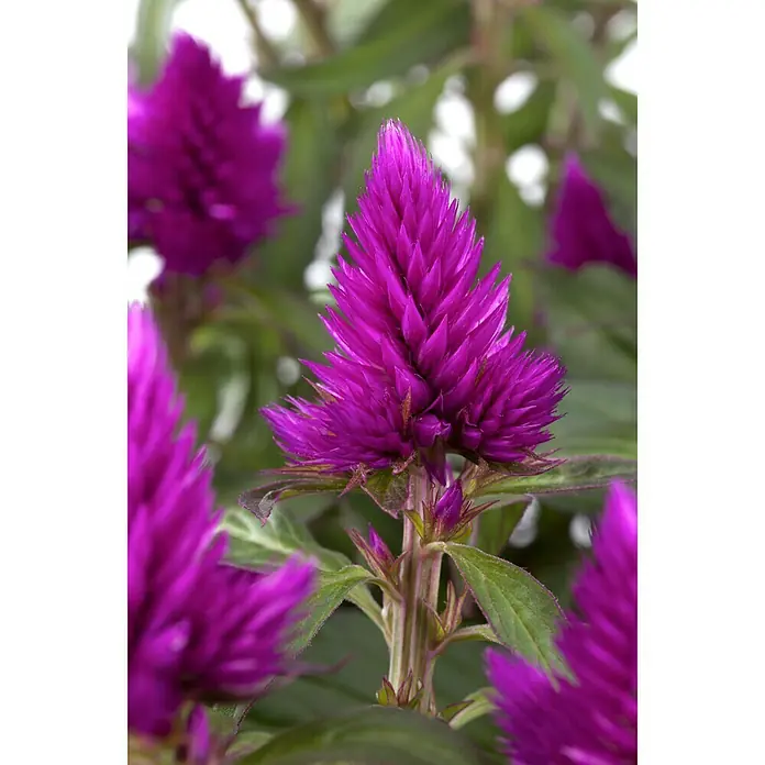 Piardino Silber-Brandschopf - Celosia argentea 'Venezuela', Topfgröße: 12 cm - Detailaufnahme