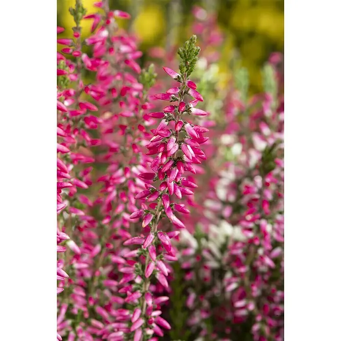 Besenheide - Calluna vulgaris Beauty Ladies, Gemischt - Detailaufnahme