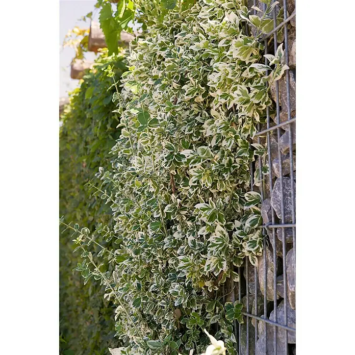Piardino Spindelstrauch Emerald Gaiety - Euonymus fortunei Emerald Gaiety, Grün mit weißer Umrandung - Stimmungsaufnahme