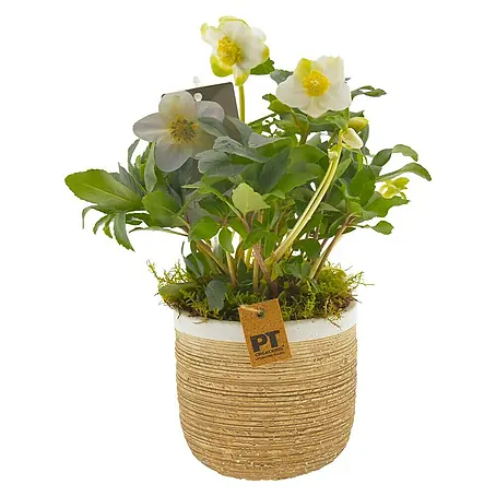 Piardino  Christrose