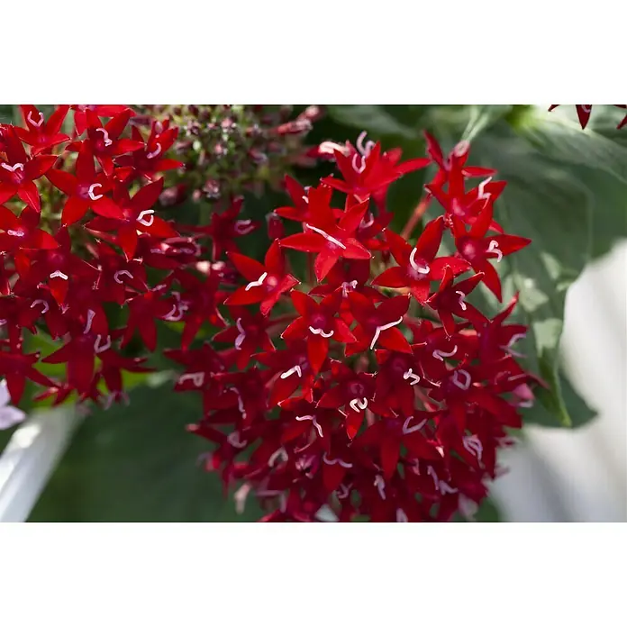 Piardino Pentas lanceolata - Pentas lanceolata 'Trio', Volumen de la maceta: 15 l - Primer plano