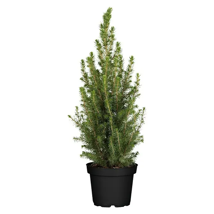 Piardino Zuckerhut-Fichte - Picea glauca Conica, Topfgröße: 19 cm - Vorderansicht