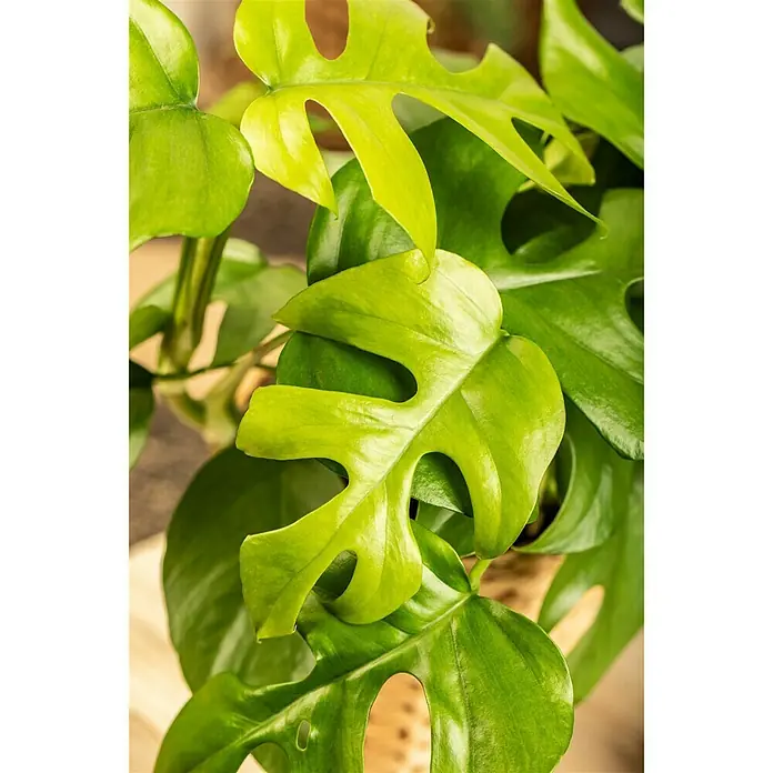 Piardino Fensterblatt Minima - Philodendron tetrasperma, Topfgröße: 12 cm - Detailaufnahme