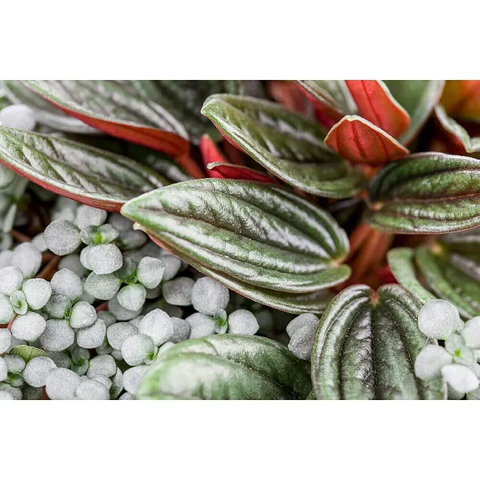 Piardino Zwergpfeffer Rosso - Pilea Rosso, Grün/Rot - Detailaufnahme