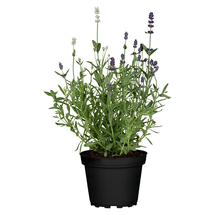 Piardino Lavendel Duo - Lavandula angustifolia, Sortenabhängig - Vorderansicht