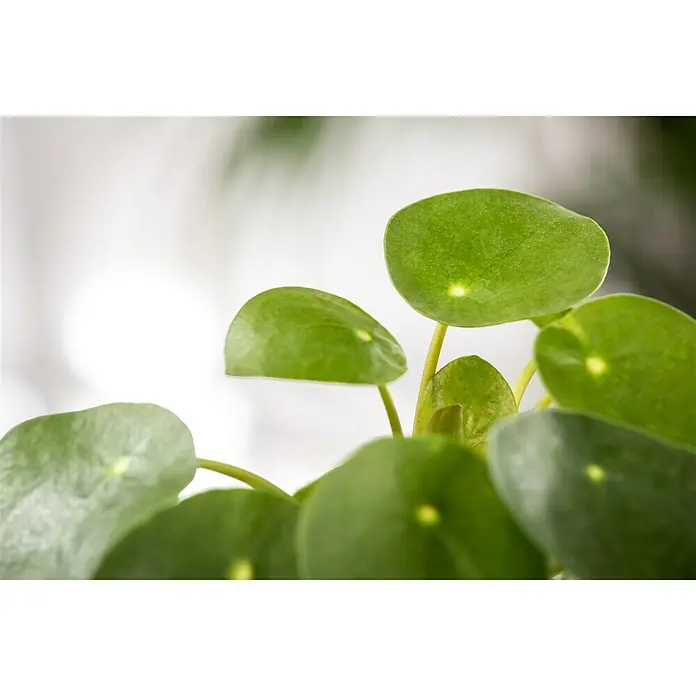 Piardino Kanonierblume Glückstaler - Pilea peperomioides, Topfgröße: 12 cm, Grün - Detailaufnahme