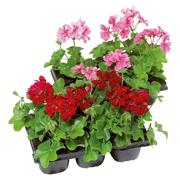 Geranien - Pelargonium, Topfgröße: 9 cm, 6er-Pack
