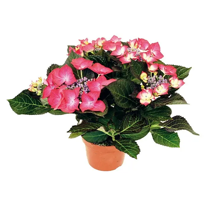 Piardino Hydrangea - Hydrangea macrophylla, Tamaño de maceta: 10 cm, Rojo - Vista frontal
