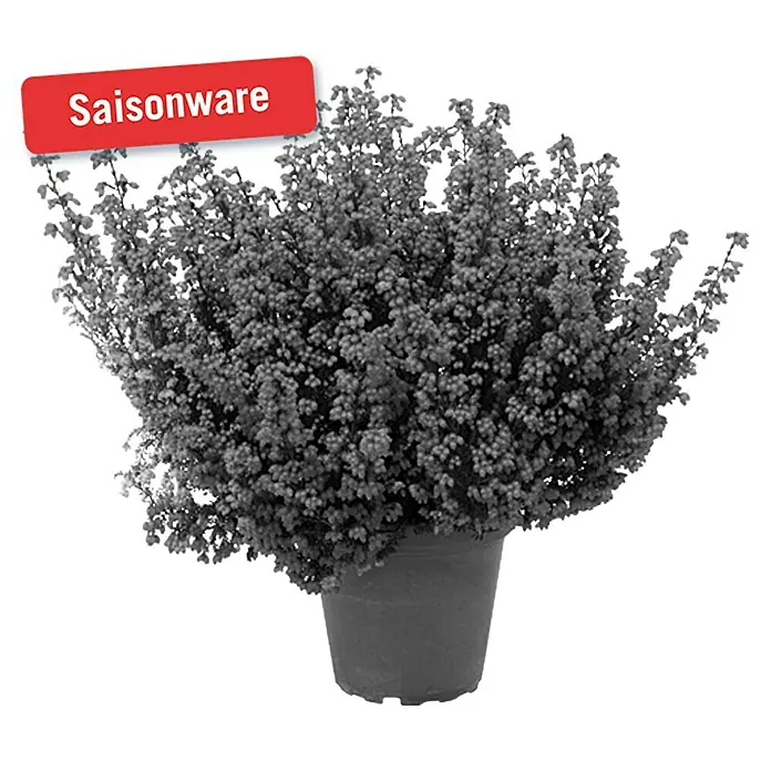 Piardino Glockenheide - Erica gracilis, Topfgröße: 11 cm, Rot - Vorderansicht