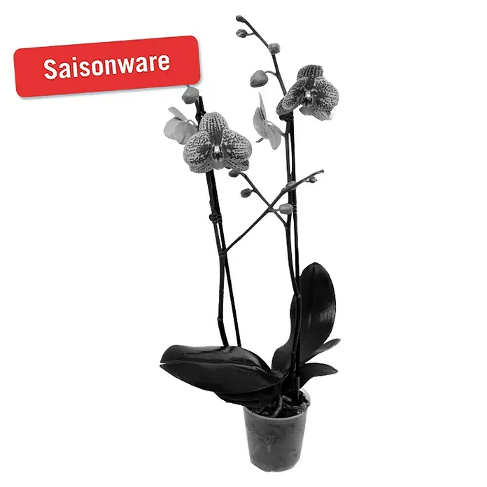 Piardino Schmetterlingsorchidee - Phalaenopsis Hybride Dancing Leopard, Topfgröße: 12 cm, Zweifarbig, Anzahl Triebe: 2 Stk., Aufrecht - Vorderansicht
